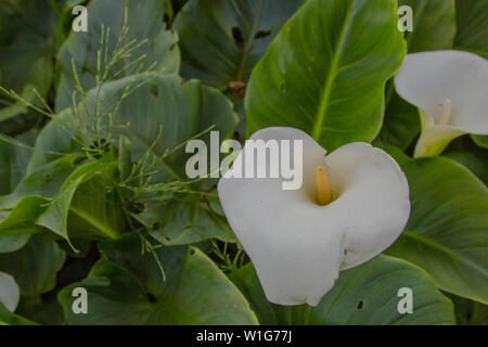 Calla Lilie oder arum Lily (Zantedeschia aethiopica) eine Art in der Familie der Araceae, native zum südlichen Afrika in Lesotho, Südafrika und Swasiland o Stockfoto