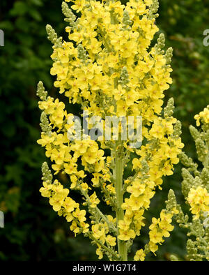 Koenigskerze, Grossbluetige, Molène, Densiflorum Stockfoto