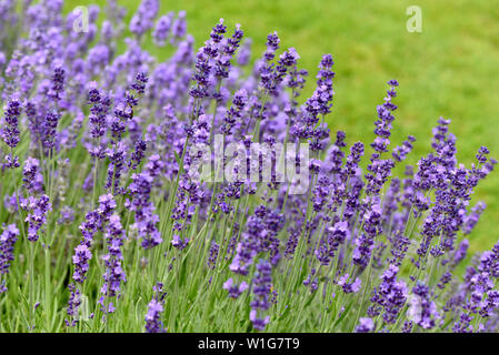 Lavendel, Lavendula, angustifolia Stockfoto