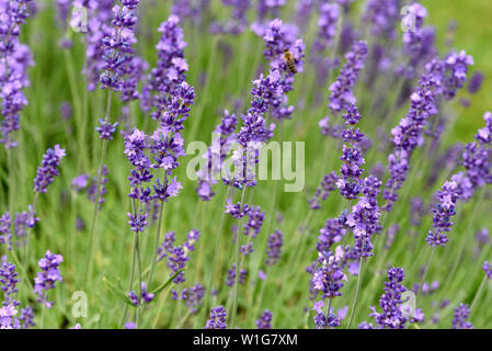Lavendel, Lavendula, angustifolia Stockfoto