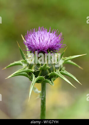 Mariendistel Silybum marianum,,, Stockfoto