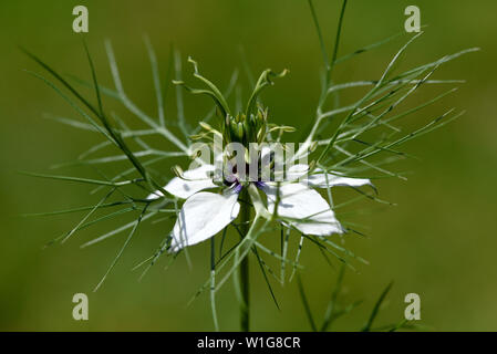 Schwarzkuemmel, Echter, Nigella sativa, Stockfoto