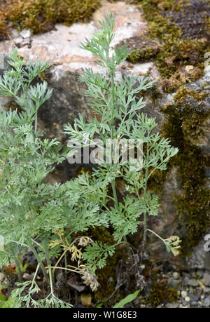 Wermut, Artemisia Absinthium, Stockfoto