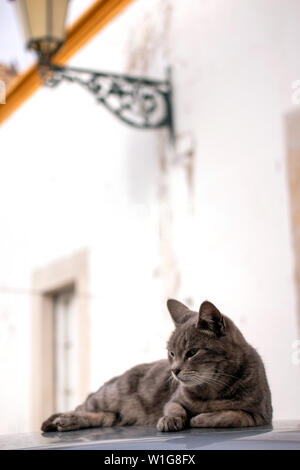 Nahaufnahme eines erholsamen Hauskatze auf Auto. Stockfoto