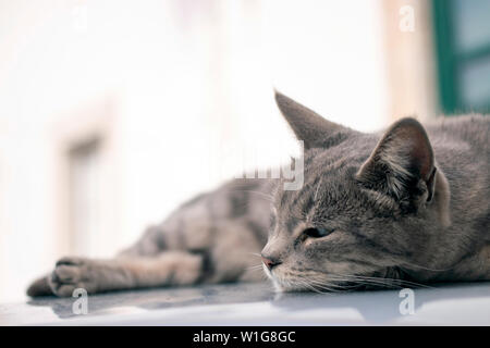 Nahaufnahme eines erholsamen Hauskatze auf Auto. Stockfoto