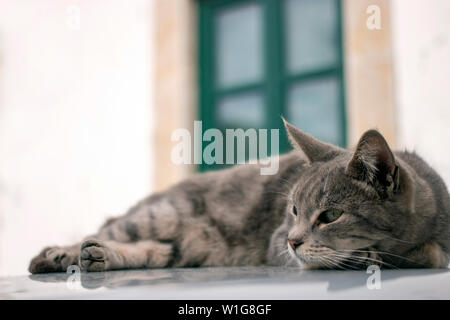 Nahaufnahme eines erholsamen Hauskatze auf Auto. Stockfoto