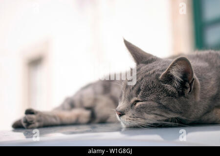 Nahaufnahme eines erholsamen Hauskatze auf Auto. Stockfoto