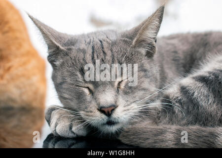Nahaufnahme eines erholsamen Hauskatze auf Auto. Stockfoto
