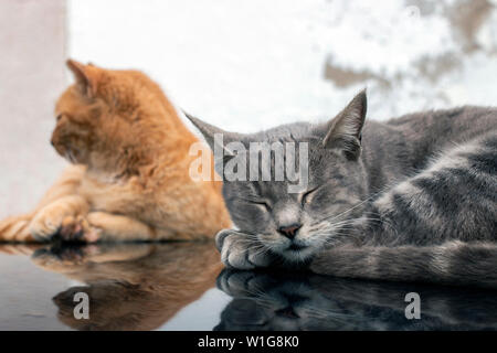 Nahaufnahme eines erholsamen Hauskatzen auf dem Auto. Stockfoto