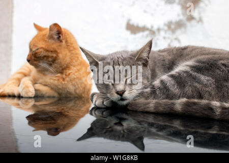 Nahaufnahme eines erholsamen Hauskatzen auf dem Auto. Stockfoto