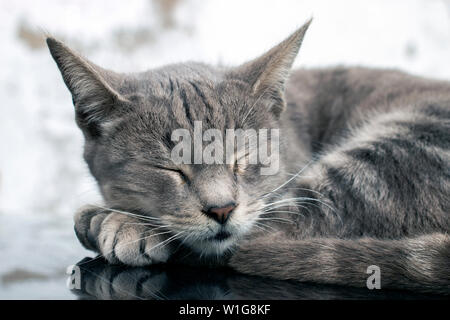 Nahaufnahme eines erholsamen Hauskatze auf Auto. Stockfoto