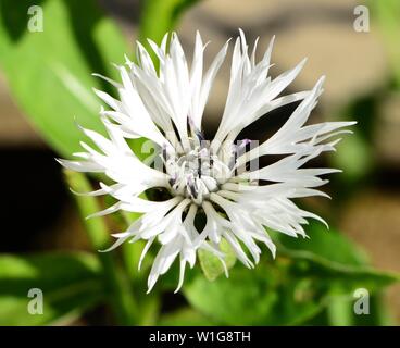 Nahaufnahme der Blüte von Centaurea montana Alba. Stockfoto