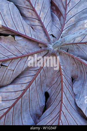 Präkolumbianischen Dorf, La Virgen de Sarapiqui Dorf, Sarapiqui Region, Costa Rica, Mittelamerika, Nordamerika Stockfoto