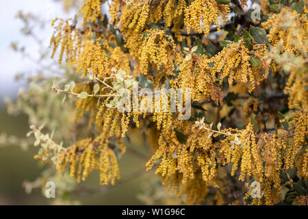 Nahaufnahme einer blühenden Quercus ilex, Steineichen Baum im Frühling. Stockfoto