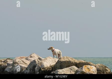 Hund auf den Felsen auf der Suche nach jemand Stockfoto