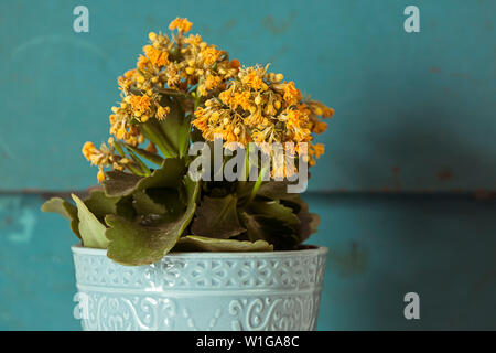 Kreative Bild von gelben Blumen im Topf mit blauen Hintergrund. Stockfoto