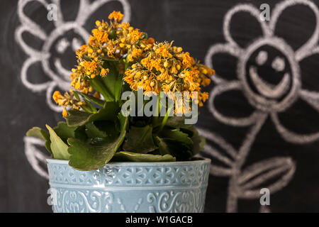 Kreative Bild von gelben Blumen im Topf mit blauen Hintergrund Mit bebilderter Beratung zur Pflege der Pflanzen mit Kreide auf einer Tafel. Stockfoto