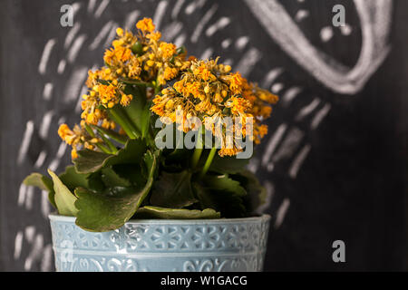 Kreative Bild von gelben Blumen im Topf mit blauen Hintergrund Mit bebilderter Beratung zur Pflege der Pflanzen mit Kreide auf einer Tafel. Stockfoto