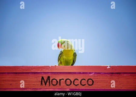 Green Parrot sitzen auf einem hölzernen Schild. Hinter ihm ist der blaue Himmel. Es ist ein tropisches Paradies mit Sommer- und Urlaubszeit. Es text Moro Stockfoto