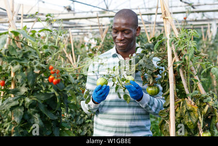 Erfolgreiche qualifizierten männlichen Bauern Kontrolle Büsche und Ernte der Tomaten im Treibhaus. Stockfoto