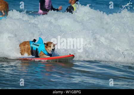 Corgi Hund Hund Surfen Surfen an einer Veranstaltung in Huntington Beach, Kalifornien