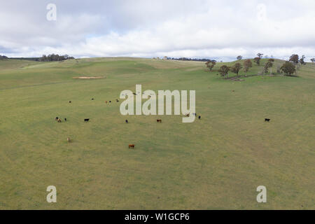 Kühe auf einer Wiese grünes Feld in das australische Outback Stockfoto