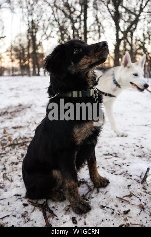 Schwarz niedlichen Begleiter Hund suchen bis zu seinem Besitzer mit Ein tschechoslowakischer Wolfdog im Hintergrund Stockfoto