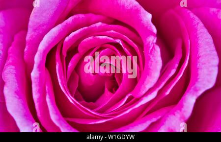 Nahaufnahme einer rosa Rose Stockfoto