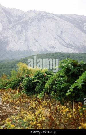 Franschhoek Weinberge und Hochland von Krim, Weinberg im Herbst Stockfoto