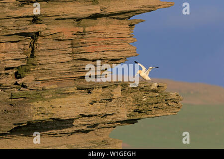 Northern Gannet Landung auf dem Sandstein Klippen am Noup Head Westray Orkney Stockfoto