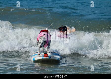 Dalmatiner Hund Surfen in einem Hund surfen Wettbewerb in Huntington Beach, Kalifornien Stockfoto