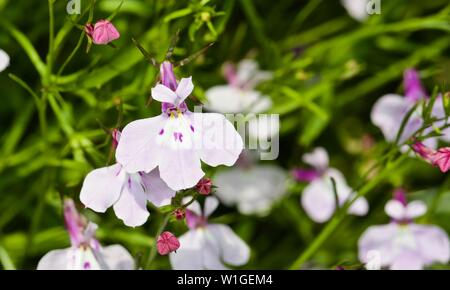 Lobelia pendula Cascade Lila Stockfoto