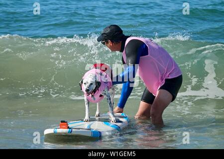 Dalmatiner Hund Surfen in einem Hund surfen Wettbewerb in Huntington Beach, Kalifornien Stockfoto