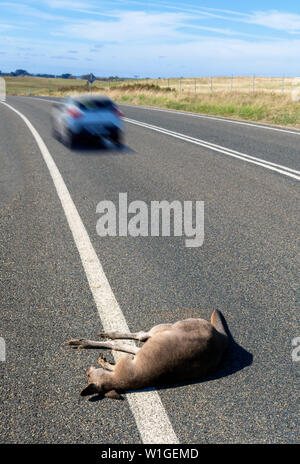 Tot Känguru durch die Seite der Straße mit dem Auto im Hintergrund, New South Wales, Australien Stockfoto