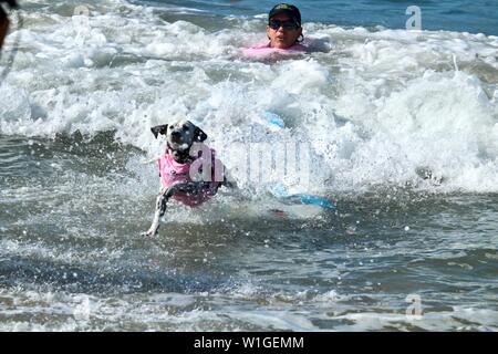 Dalmatiner Hund Surfen in einem Hund surfen Wettbewerb in Huntington Beach, Kalifornien Stockfoto