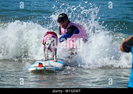 Dalmatiner Hund Surfen in einem Hund surfen Wettbewerb in Huntington Beach, Kalifornien Stockfoto