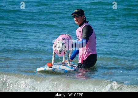 Dalmatiner Hund Surfen in einem Hund surfen Wettbewerb in Huntington Beach, Kalifornien Stockfoto