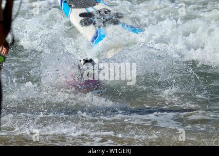 Dalmatiner Hund Surfen in einem Hund surfen Wettbewerb in Huntington Beach, Kalifornien Stockfoto