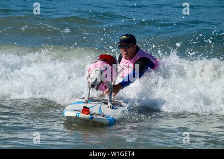 Dalmatiner Hund Surfen in einem Hund surfen Wettbewerb in Huntington Beach, Kalifornien Stockfoto