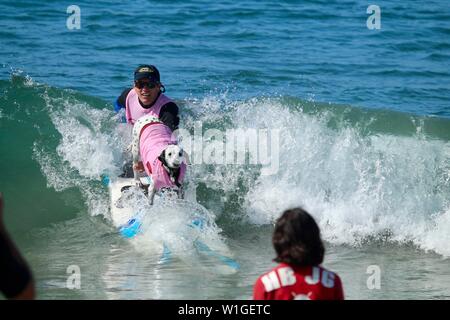 Dalmatiner Hund Surfen in einem Hund surfen Wettbewerb in Huntington Beach, Kalifornien Stockfoto