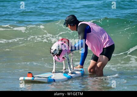 Dalmatiner Hund Surfen in einem Hund surfen Wettbewerb in Huntington Beach, Kalifornien Stockfoto