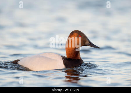 Ein männlicher Canvasback Ente schwimmt auf Wasser in der Rose Farbige goldenes Sonnenlicht kurz vor Sonnenuntergang. Stockfoto