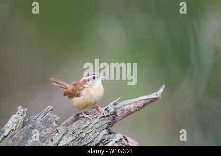 Ein wenig Carolina Wren thront auf einem Baumstumpf mit einer glatten grünen und braunen Hintergrund in weichen bedeckt. Stockfoto