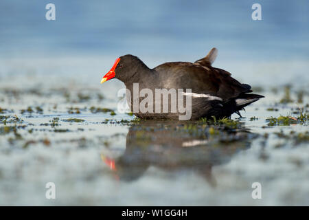 Eine schwarze Common Gallinule blickt beim Schwimmen in ruhigem Wasser an einem sonnigen Tag mit einer Reflexion. Stockfoto