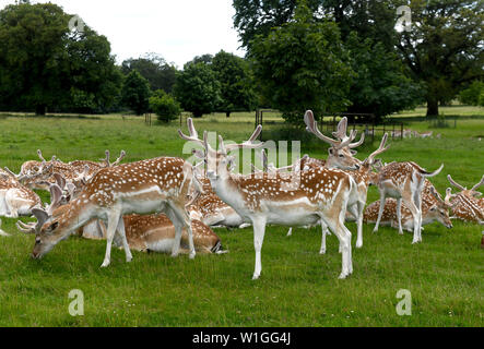 Damwild Dollars mit Ihren neuen Geweih Attingham Park in Großbritannien Großbritannien Stockfoto