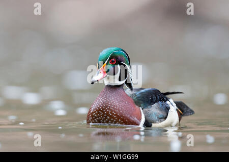 Ein drake Holz Ente zeigt Es BRILLIAN Farben, wie es in den braunen Wasser schwimmt auf einem bewölkten Tag. Stockfoto