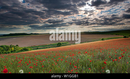 Ein Feld von Mohn - Papaver Rhoeas auf der South Downs National Park, East Sussex, England, Uk, Gb. Stockfoto