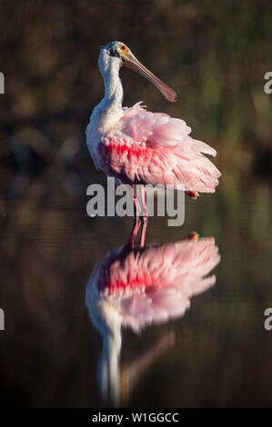 Eine helle rote und rosa Rosalöffler im flachen Wasser mit seiner Reflexion und seine Federn, zerzauste. Stockfoto