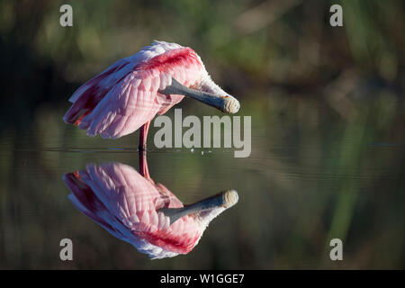 Ein helles Rosa und Rot Rosalöffler reinigt seine Federn mit einer klaren Reflexion im seichten Wasser in den späten Abend Sonne. Stockfoto