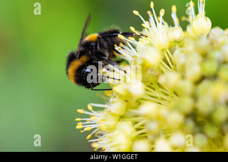 Eine Hummel auf einer schiefen Zwiebel (Allium obliquum) Stockfoto